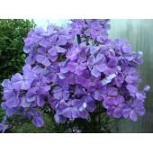 Флокс Phlox Сандро Боттичелли